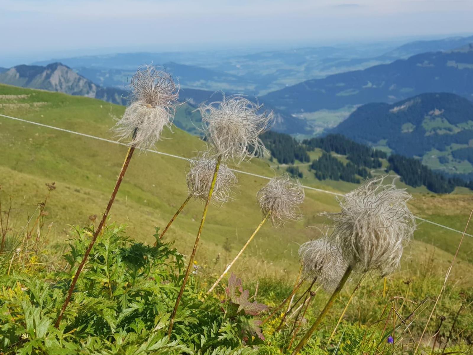 Ferienwohnungen Schantl Schoppernau Zewnętrze zdjęcie